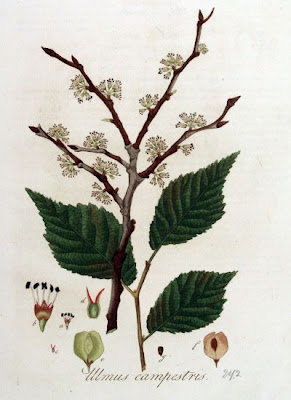 Ulmus campestris