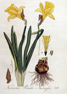 Narcissus pseudo-narcissus