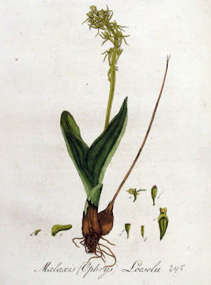 Loesel's twayblade Loesel's twayblade