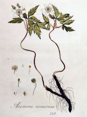 Anemonoides nemorosa (L.) Holub