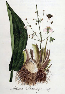 Llanten de agua