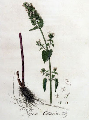 Field balm
