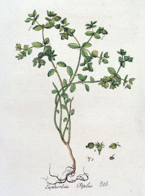 Alfavaca-venenosa Alfavaca-venenosa