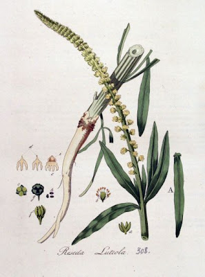 F�rberkraut