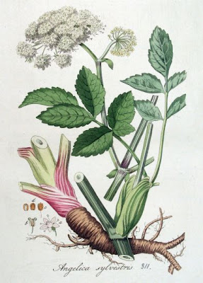 Angelica selvatica Angelica selvatica