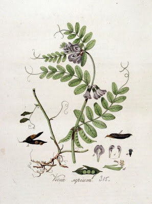 Bush vetch