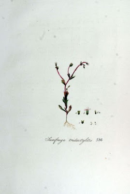 Dreifinger-Steinbrech Dreifinger-Steinbrech