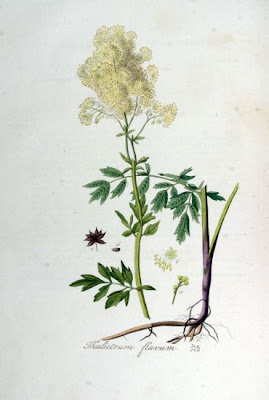 Thalictrum flavum L.