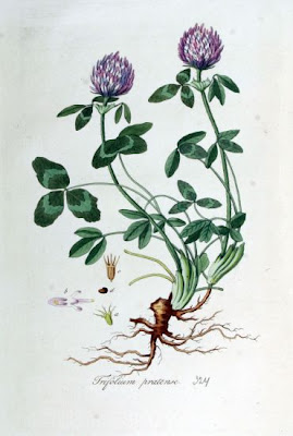 Trevo-violeta Trevo-violeta