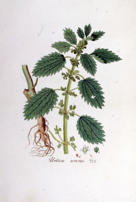 Burning nettle