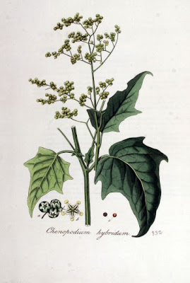 Chenopodium hybridum L.