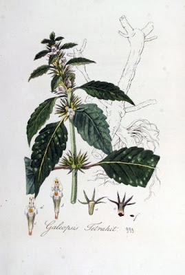 Galeopsis tetrahit,
bristlestem hempnettle,
brittle-stem hemp-nettle,
brittlestem hempnettle,
Canapa selvatica,
Canapetta comune,
common hemp-nettle,
galeopse,
gale&oacute;pse-comum,
Gemeiner Hohlzahn,
Hemp Nettle,
hemp-nettle