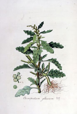 Chenopodium glaucum L.