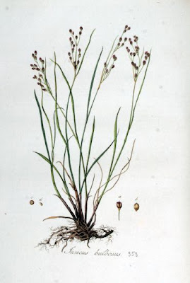 Bulbous rush Bulbous rush