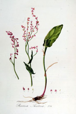 Azedas Azedas