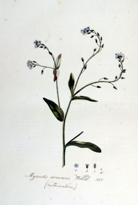 Field forget-me-not