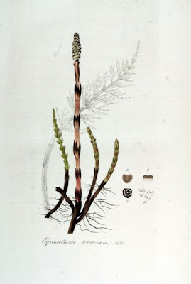 Field horsetail