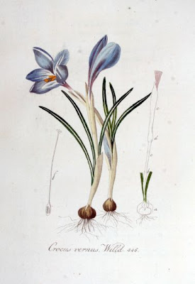 Crocus vernus,
,
dutch crocus,
Spring Crocus,
Zafferano alpino,
Zafferano maggiore