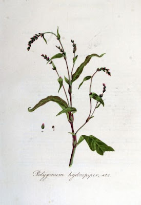 Erva-de-bicho