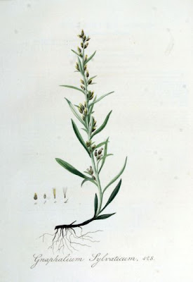 Heath Cudweed Heath Cudweed
