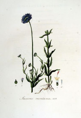 Jasione montana L.