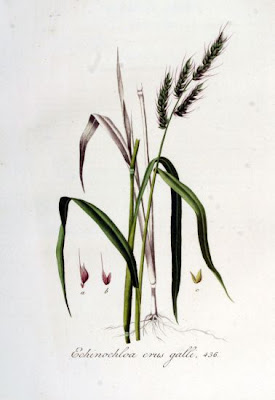 Echinochloa crus-galli,
arrocillo,
barnyard grass,
barnyardgrass,
cockspur,
cockspur grass,
echinochloa pied-de-coq,
gew&ouml;hnliche H&uuml;hnerhirse,
Giavone comune,
H&uuml;hnerhirse,
Japanese millet,
large barnyard grass,
pata de gallo