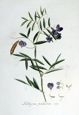 Cicerchia palustre Cicerchia palustre