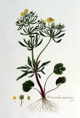Goldilocks Buttercup Goldilocks Buttercup