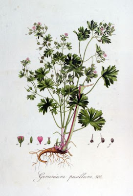 G�ranium � tiges gr�les