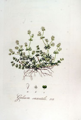 Heath bedstraw Heath bedstraw