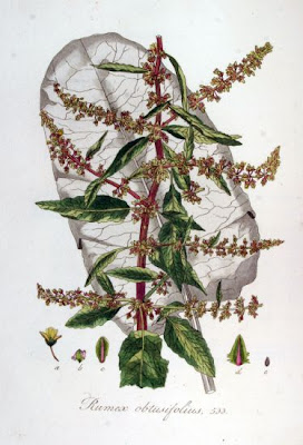 Laba�a-de-vaca-amarga