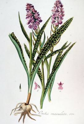 Dactylorhiza maculata,
Concordia,
Erba d'Adamo,
heath spotted orchid,
heath-spotted orchid,
Orchide macchiata