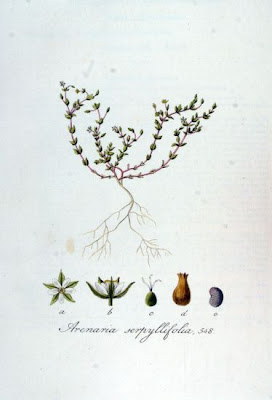 Arenaria serpillifolia Arenaria serpillifolia