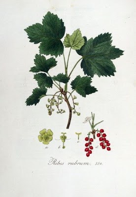 Groseillier rouge Groseillier rouge