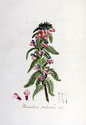 European purple lousewort European purple lousewort