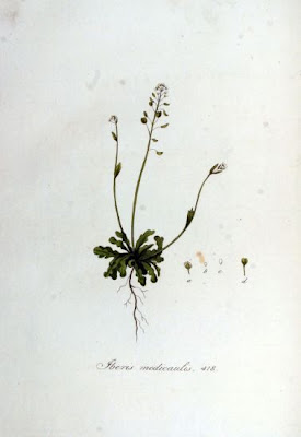 Iberis medicaulis