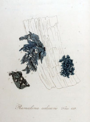 Ramalina calicaris,
cartilage lichen
