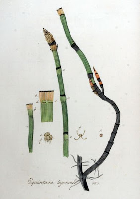 Equisetum hyemale L.