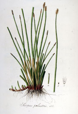 Common spike-rush Common spike-rush