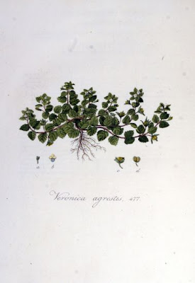 Field speedwell