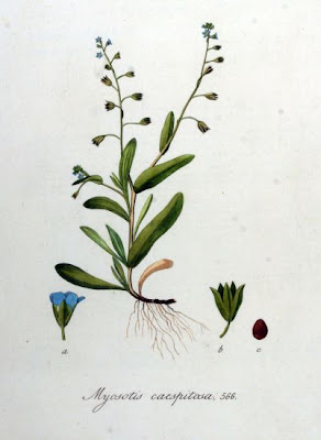 Myosotis laxa,
bay forget-me-not,
Nontiscordardim&THORN; dei canneti,
Tufted Forget Me Not