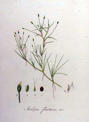 Lisca natante Lisca natante