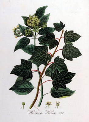 Hedera helix L.