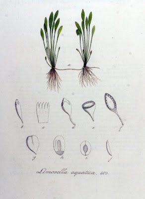 Awl-leaf mudwort