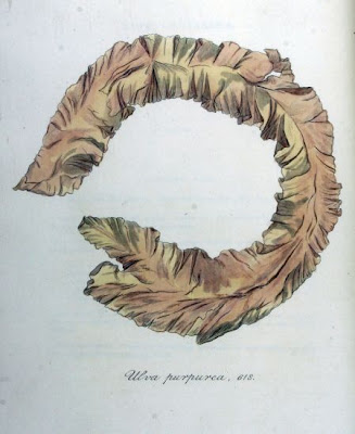 Ulva purpurea
