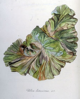 Ulva latissima
