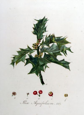 Ilex aquifolium,
Agrifoglio,
English holly