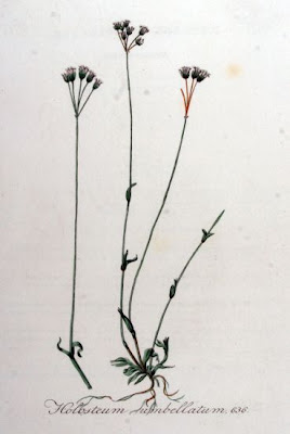 Estrelada