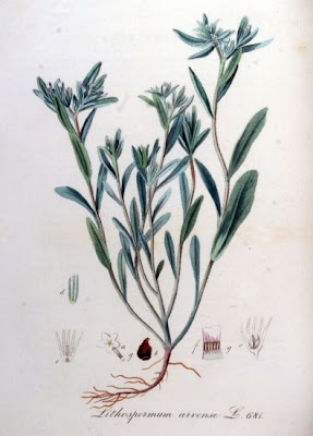 Field gromwell