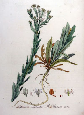 Bastard cress